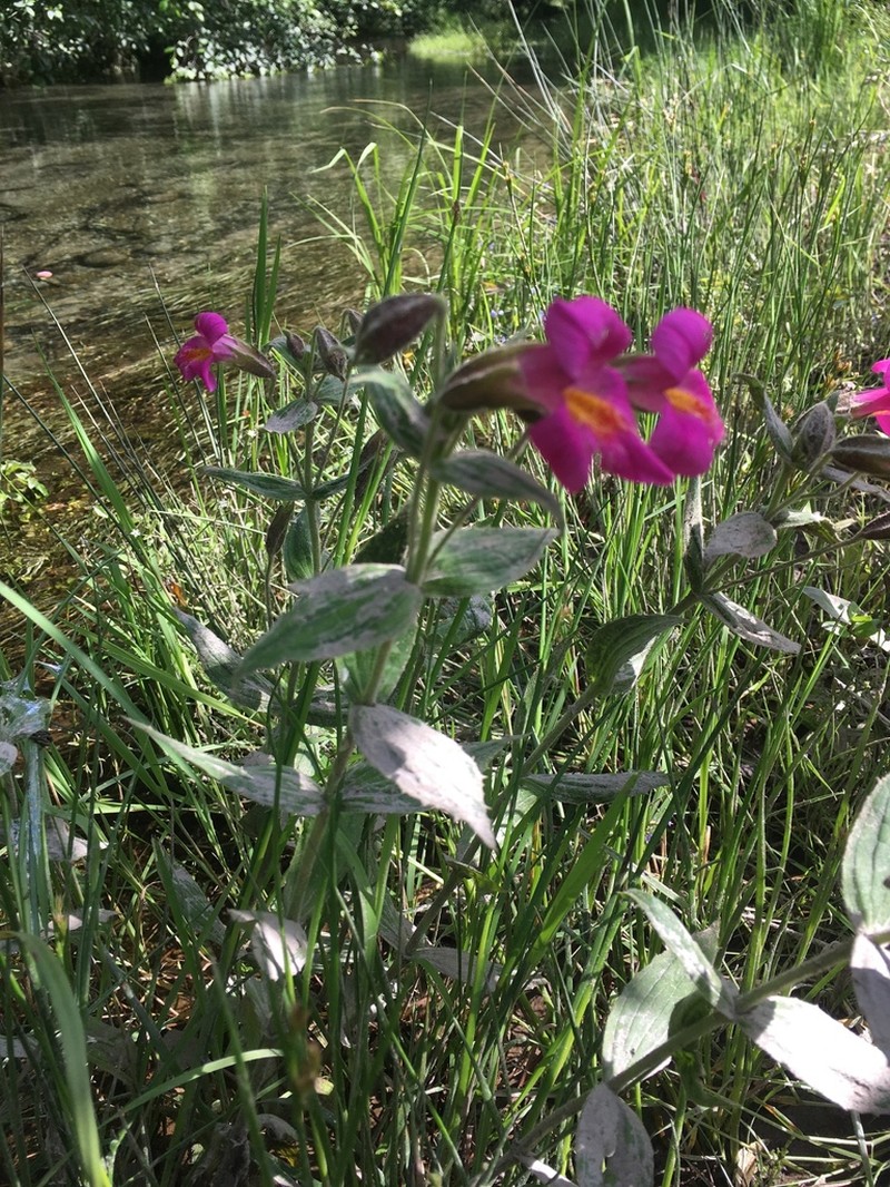 Purple Monkeyflower photo 6