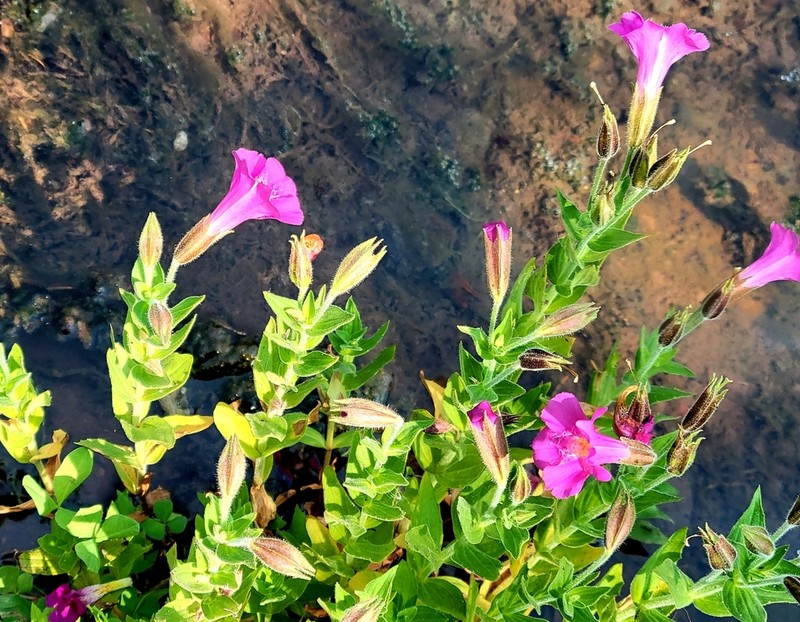 Purple Monkeyflower photo 7