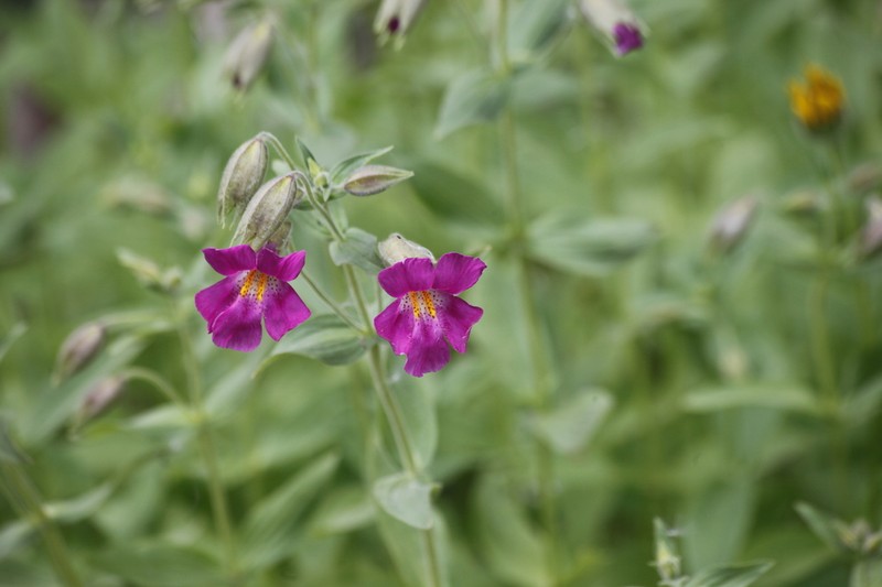 Purple Monkeyflower photo 8