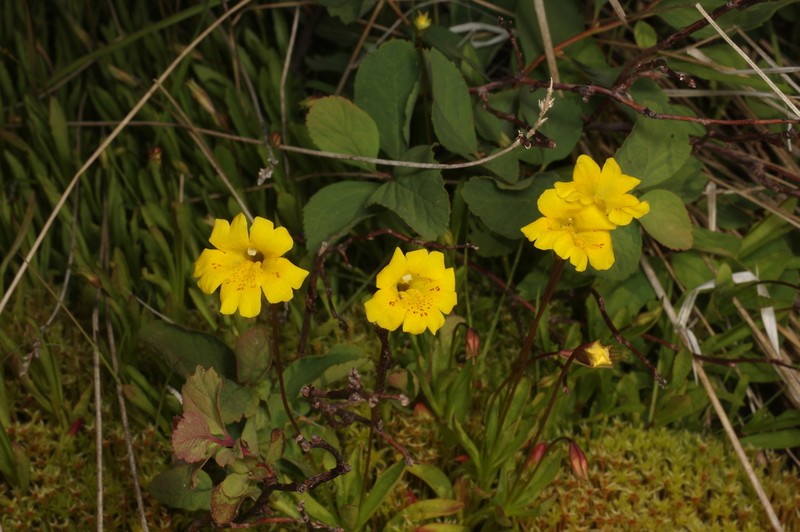 Erythranthe linearifolia photo 2