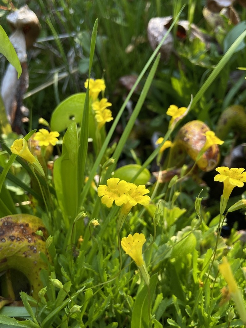 Erythranthe linearifolia photo 3