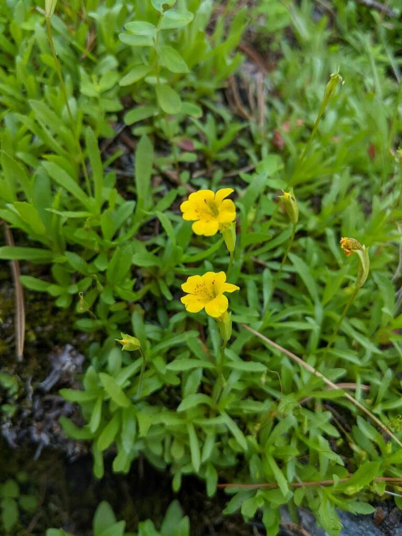 Erythranthe linearifolia photo 5