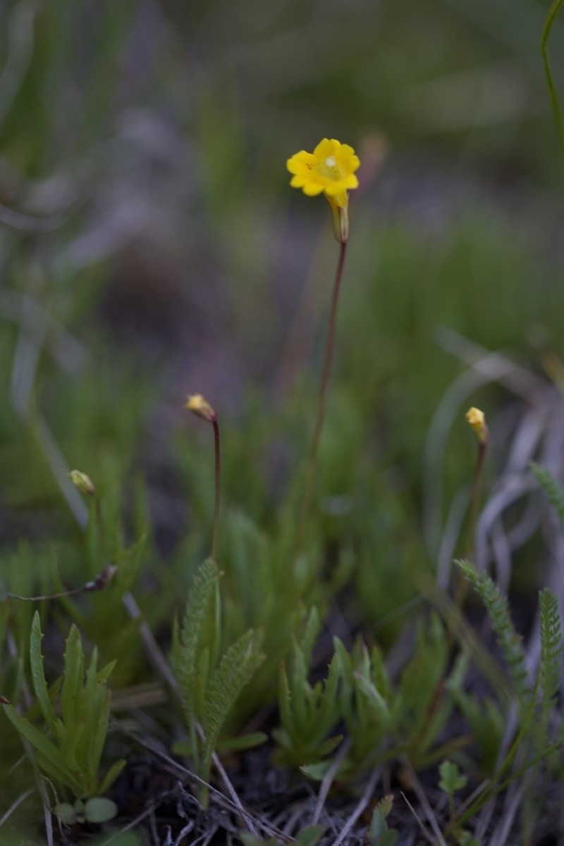 Erythranthe linearifolia photo 7