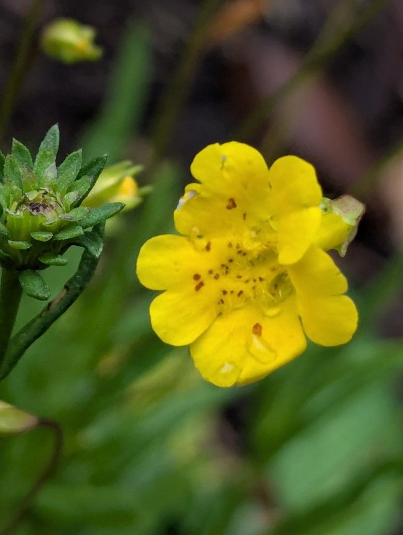 Erythranthe linearifolia photo 8