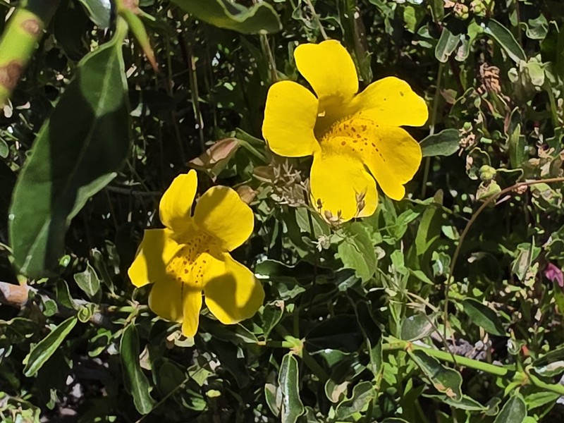 Erythranthe lutea var. lutea