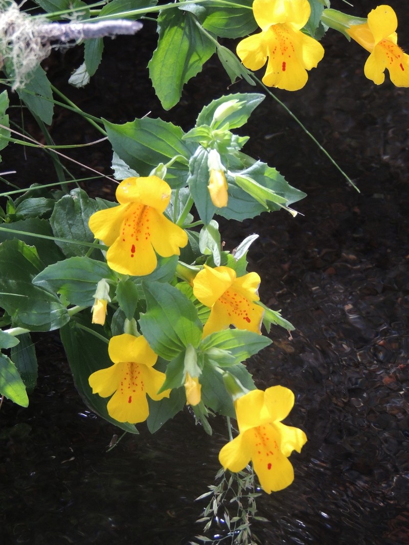 Erythranthe lutea var. lutea photo 2