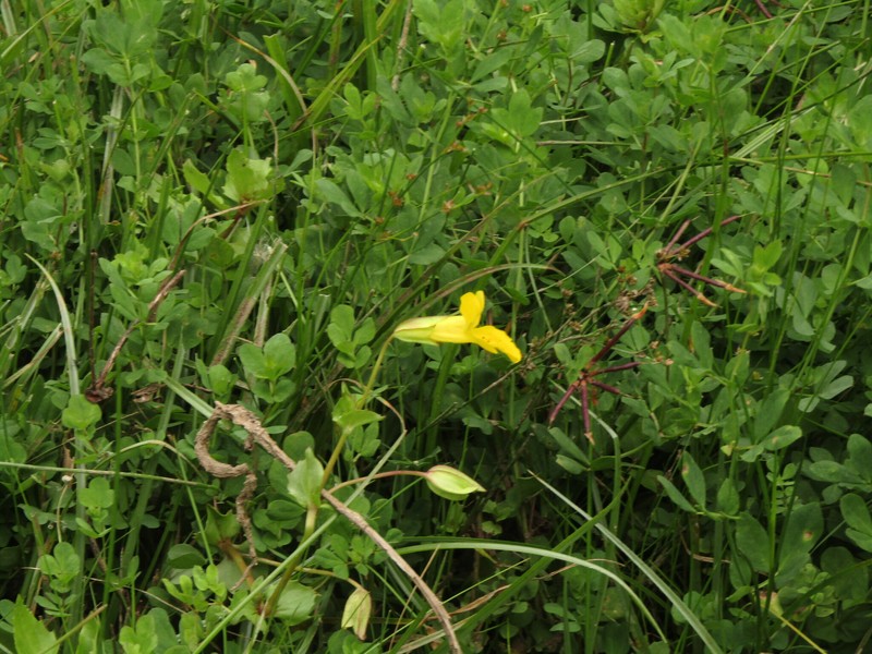Erythranthe lutea var. lutea photo 3