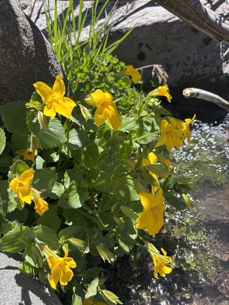 Erythranthe lutea var. lutea photo 4