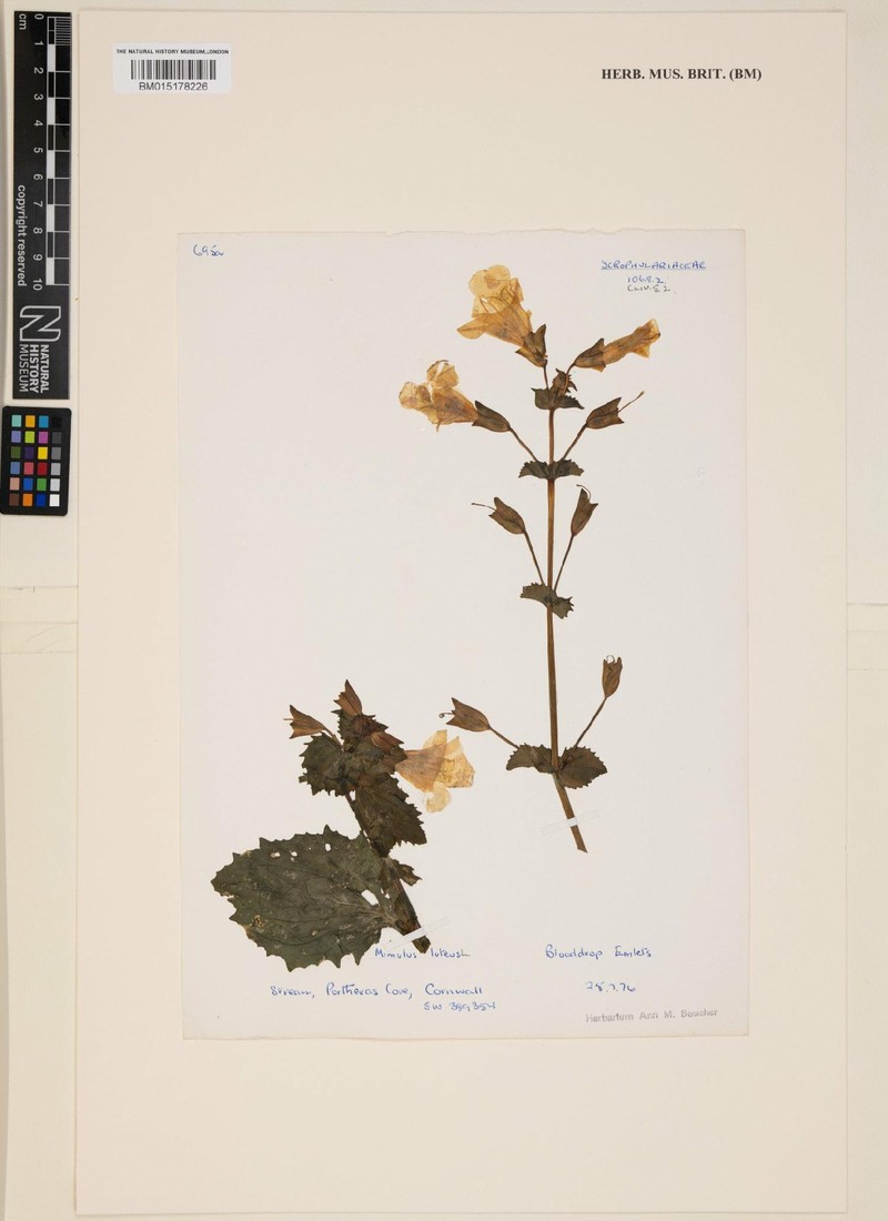Erythranthe lutea var. rivularis