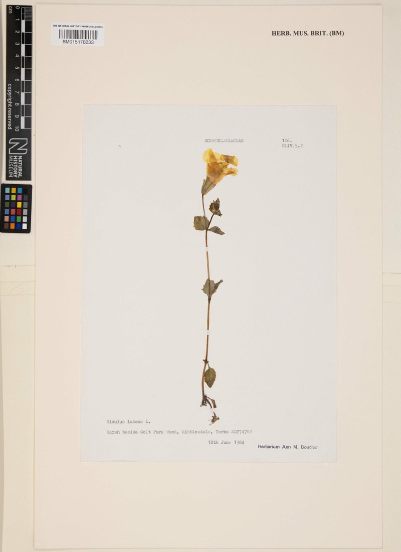 Erythranthe lutea var. rivularis photo 2