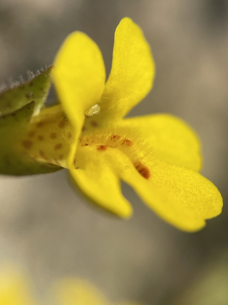 Erythranthe marmorata photo 8