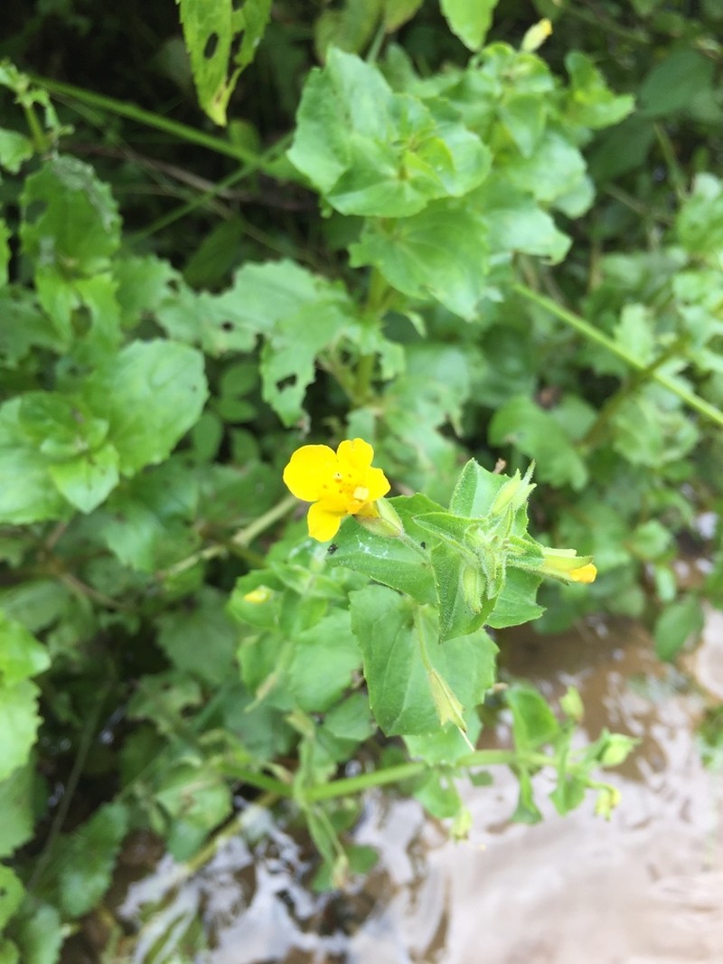 Erythranthe michiganensis photo 3