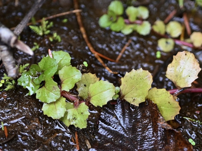 Erythranthe michiganensis photo 5