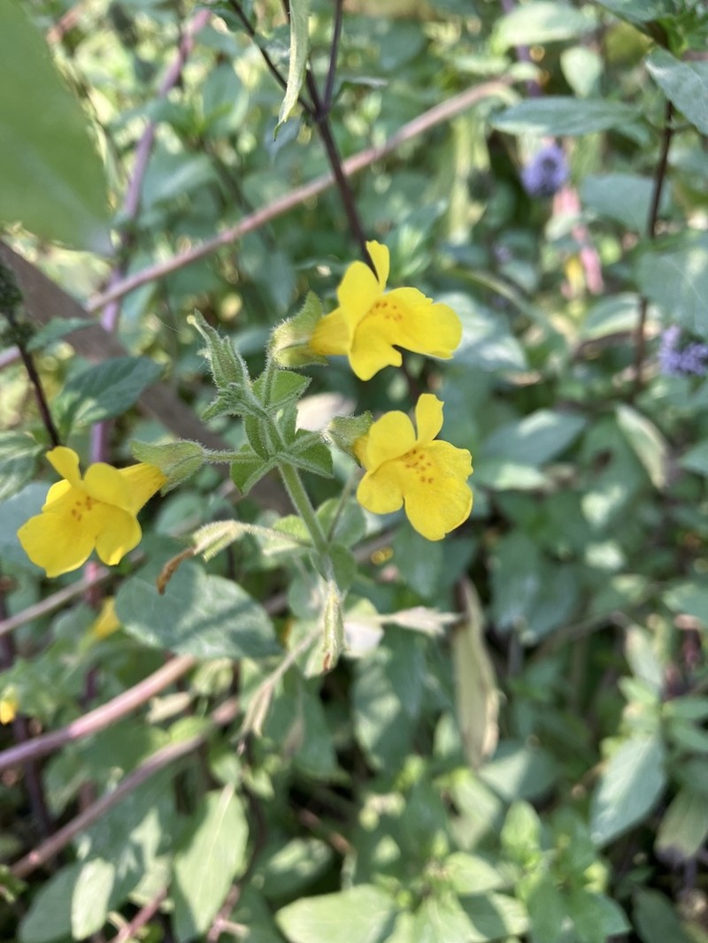 Erythranthe michiganensis photo 6