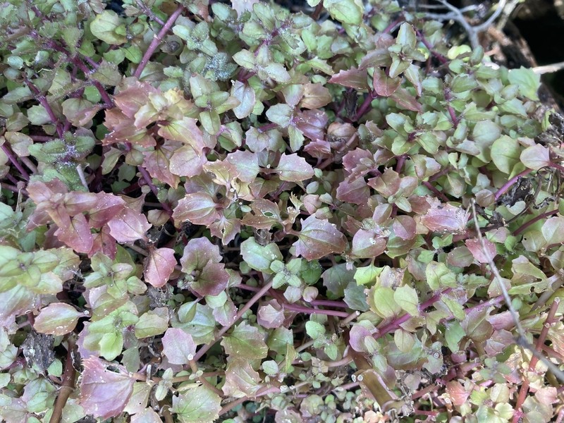 Erythranthe michiganensis photo 8
