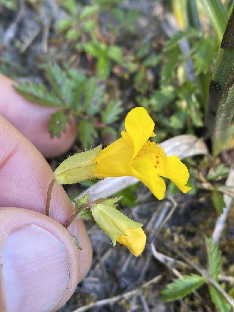 Erythranthe microphylla photo 3