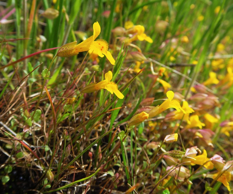 Erythranthe microphylla photo 4