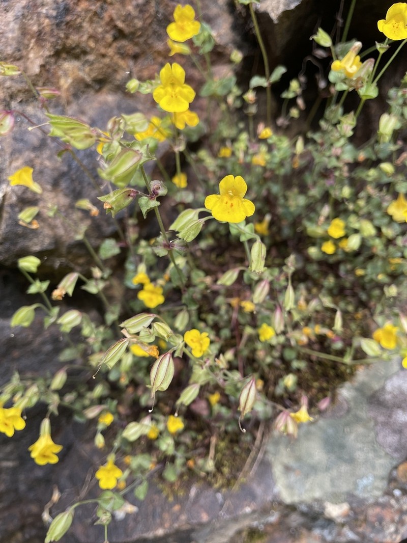 Erythranthe microphylla photo 5