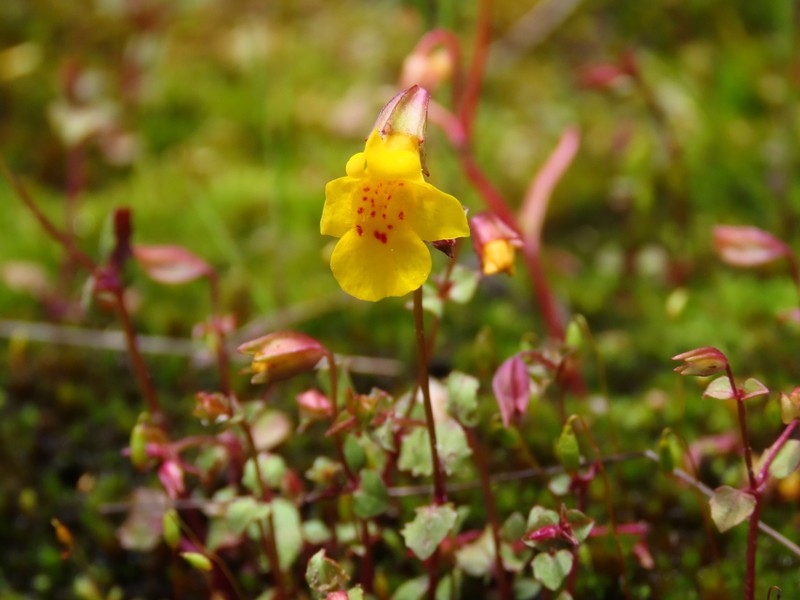 Erythranthe microphylla photo 6