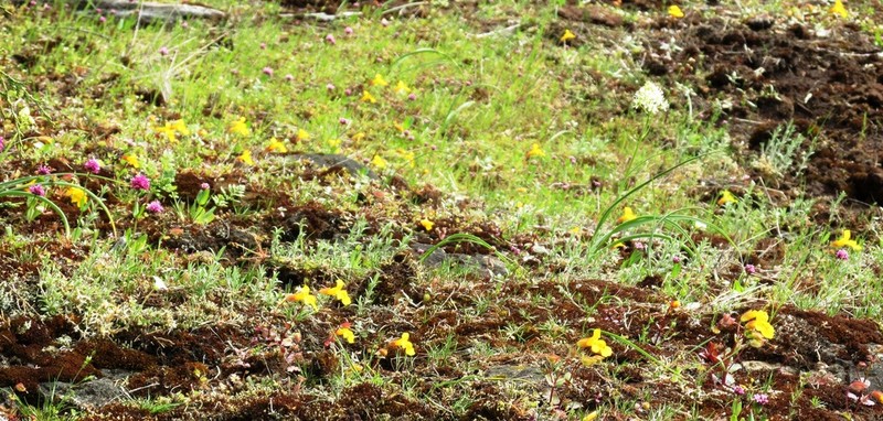 Erythranthe microphylla photo 8