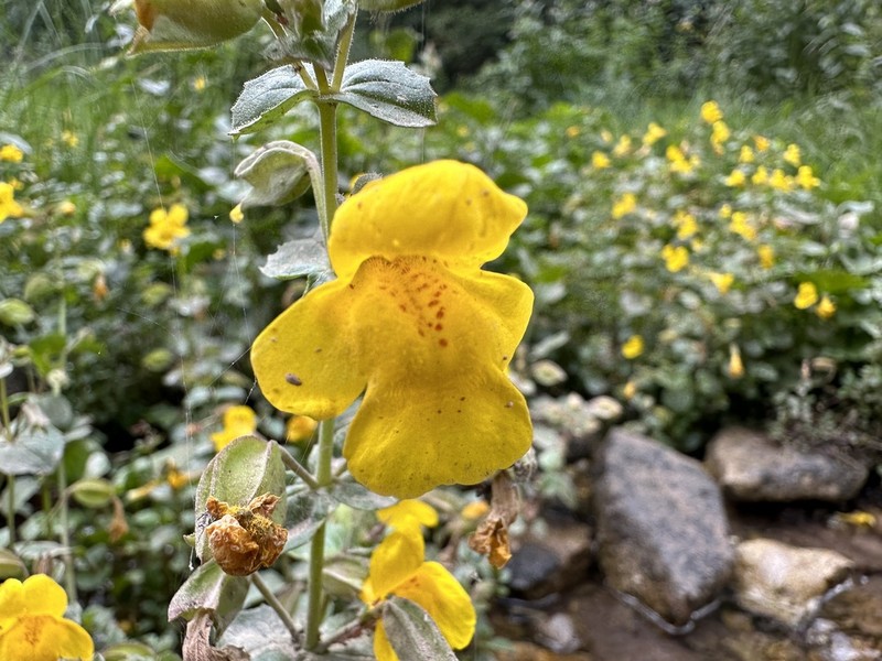 Erythranthe minor photo 4
