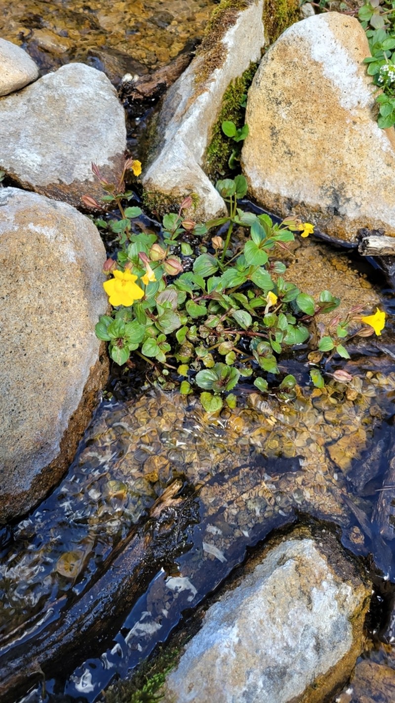 Erythranthe minor photo 6