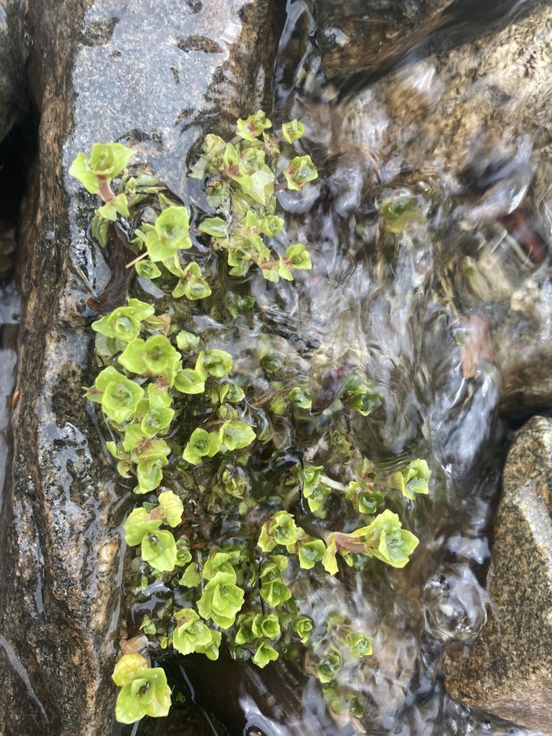 Erythranthe minor photo 7