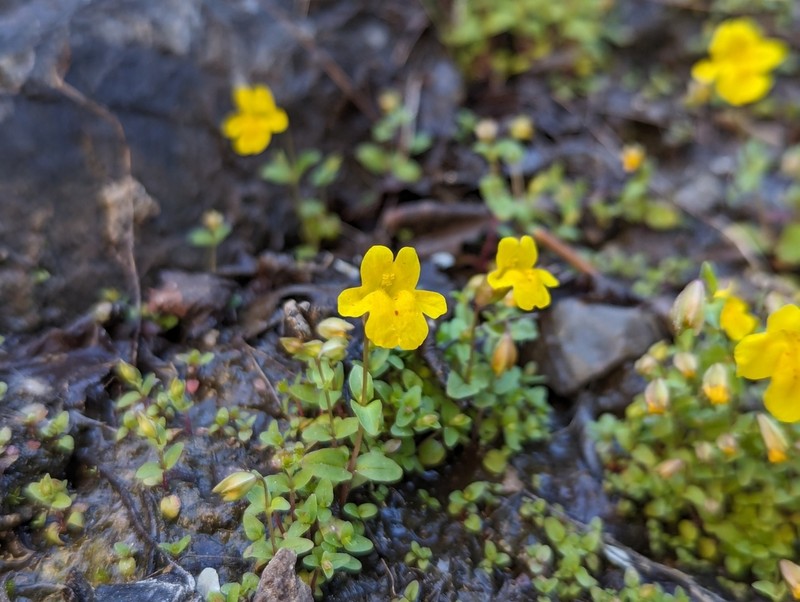 Erythranthe minor photo 8
