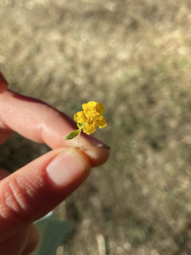 Mointain Monkeyflower