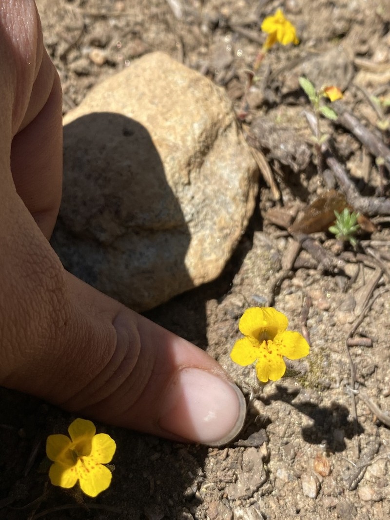 Mointain Monkeyflower photo 2