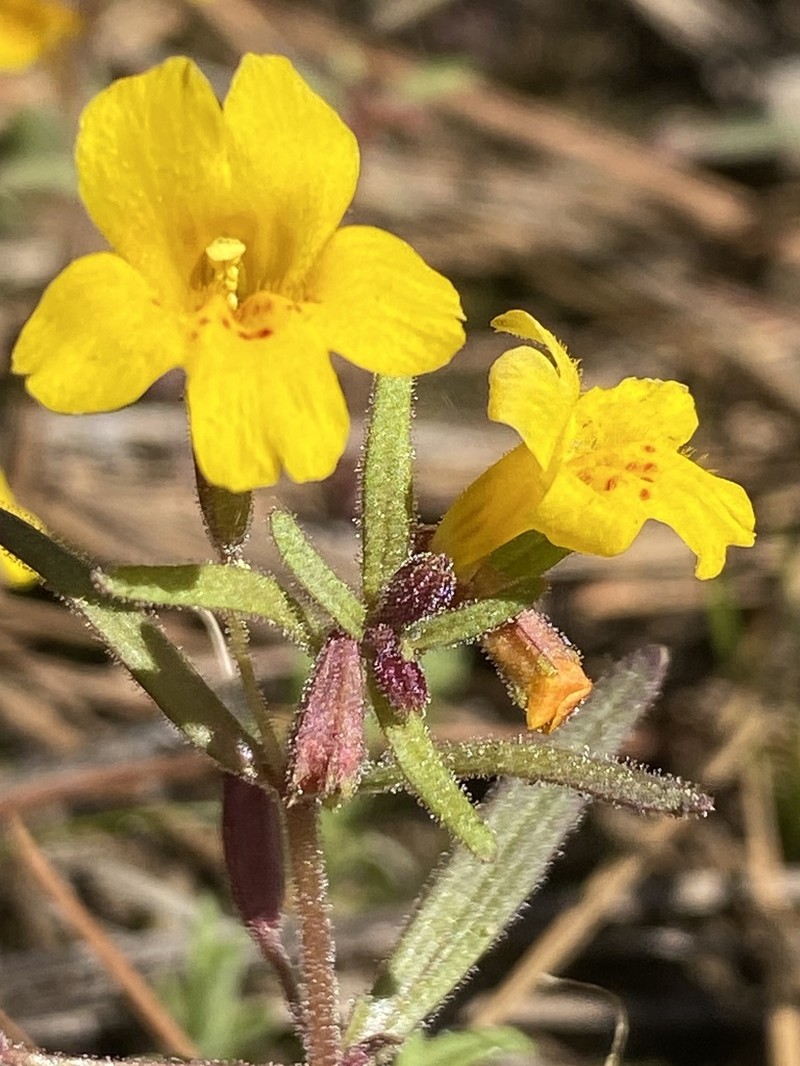 Mointain Monkeyflower photo 3