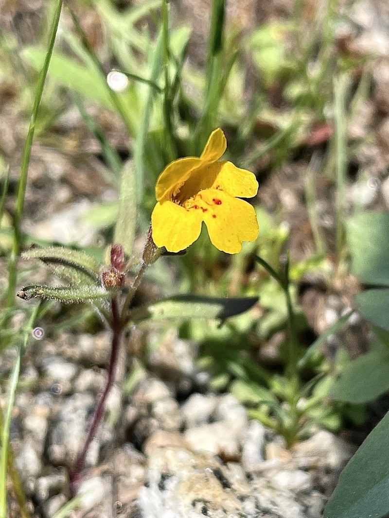 Mointain Monkeyflower photo 4