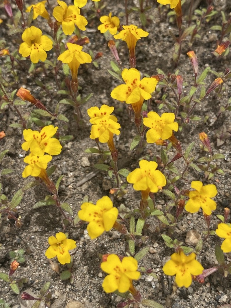 Mointain Monkeyflower photo 5