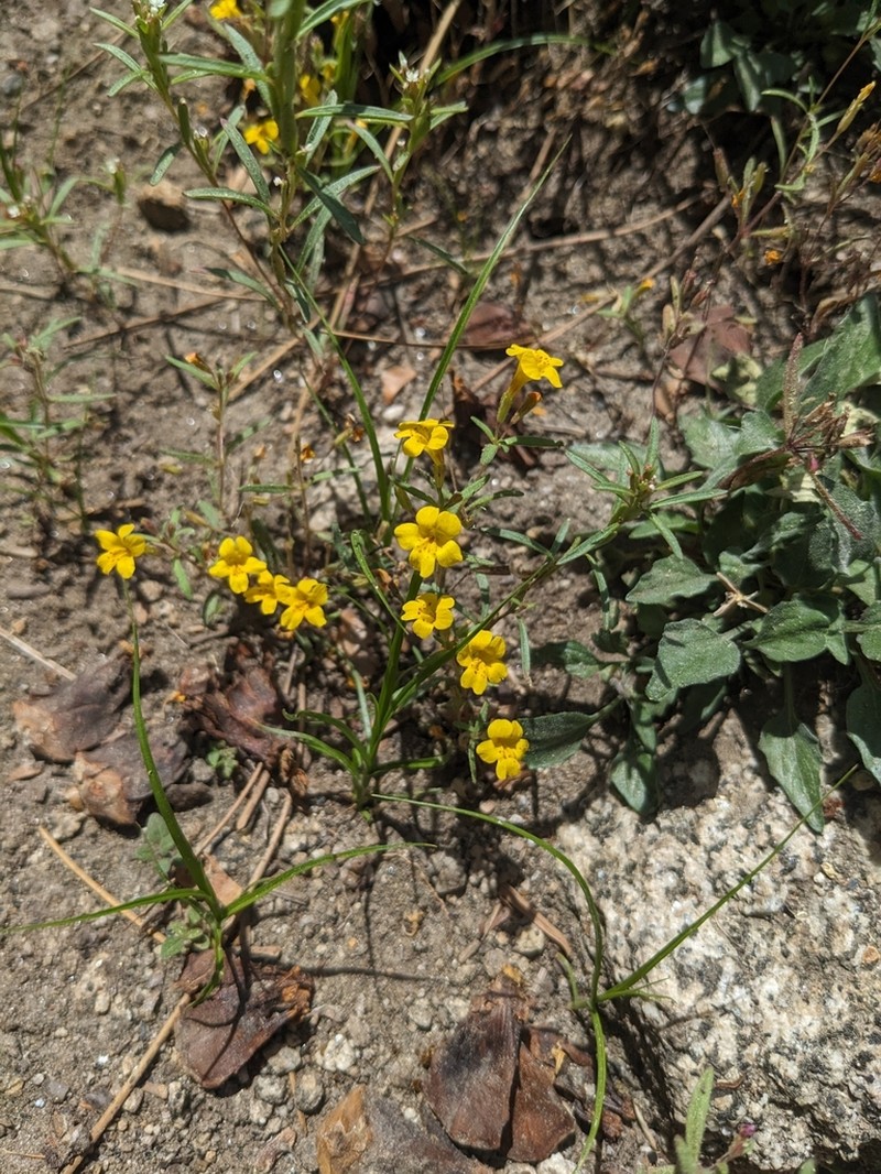Mointain Monkeyflower photo 6