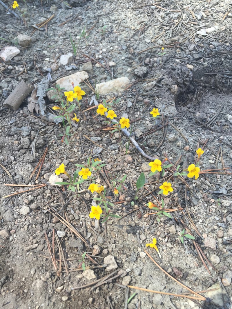 Mointain Monkeyflower photo 7