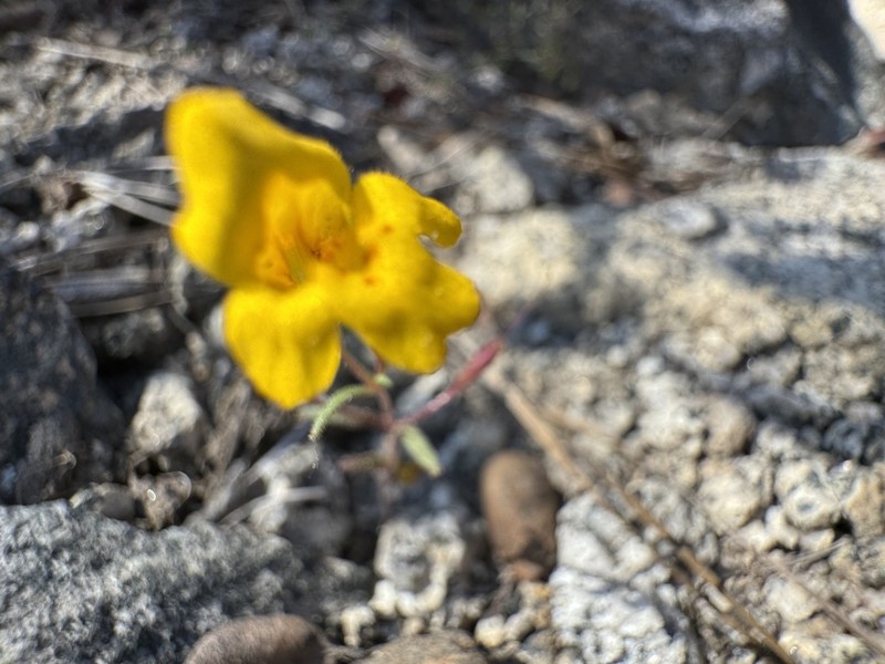 Mointain Monkeyflower photo 8