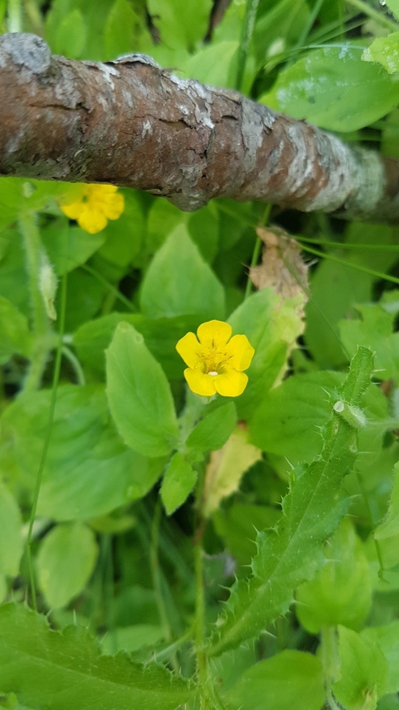 Muskflower