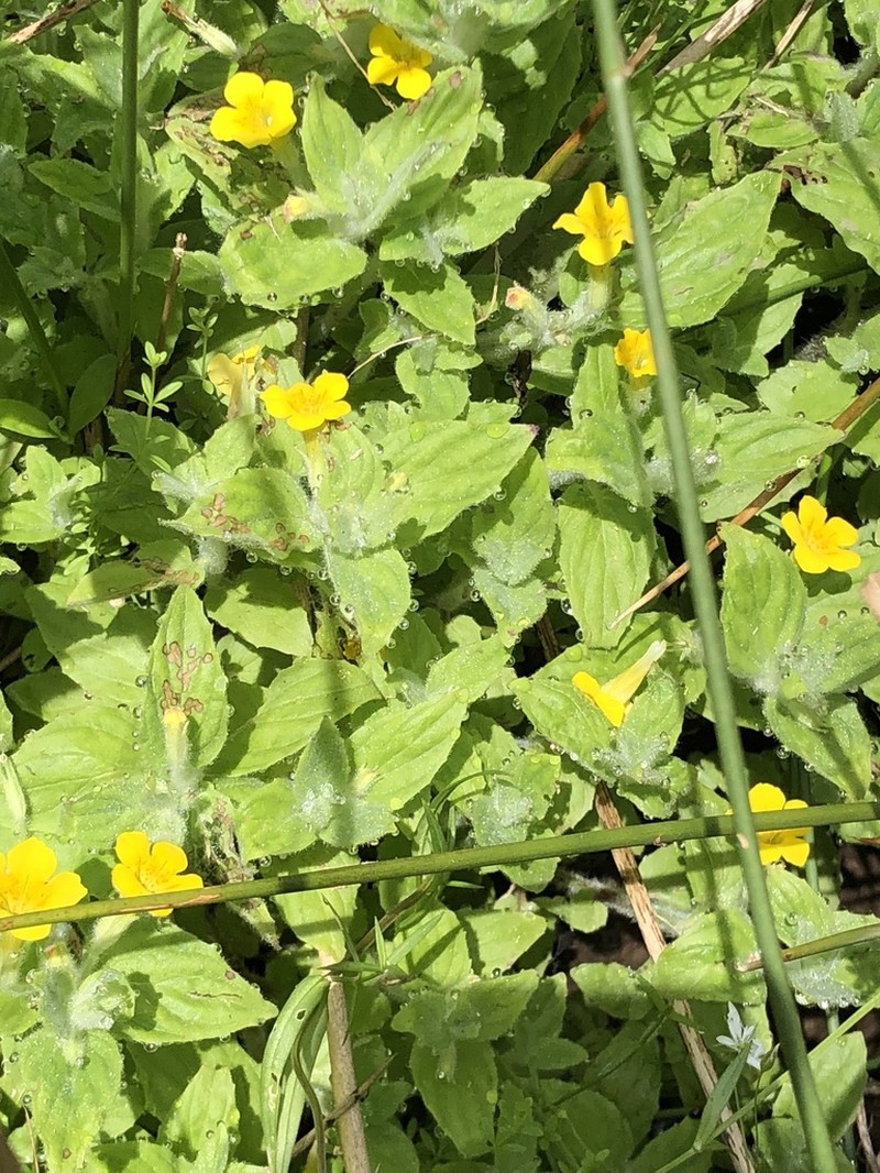 Muskflower photo 2