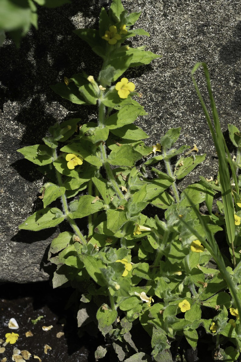 Muskflower photo 3