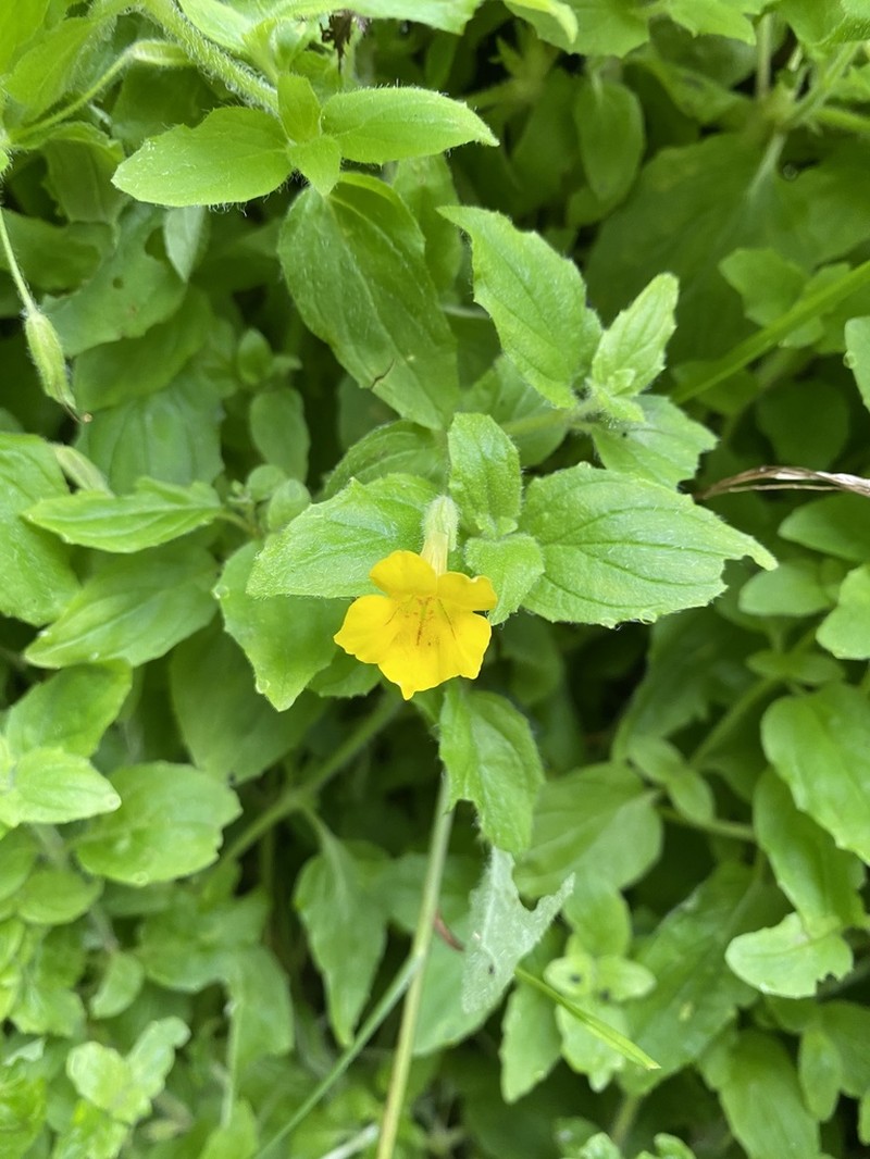 Muskflower photo 4