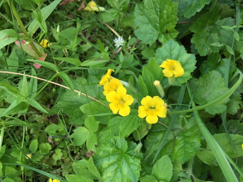 Muskflower photo 5