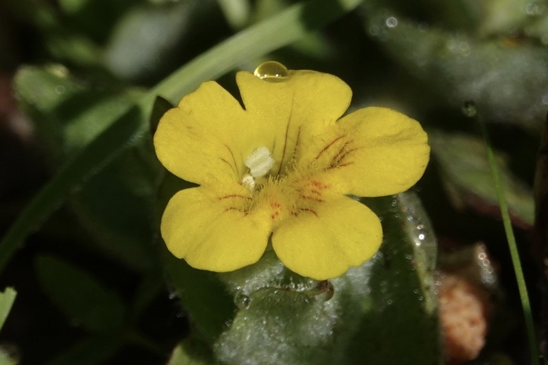 Muskflower photo 6