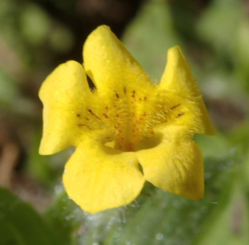 Muskflower photo 7