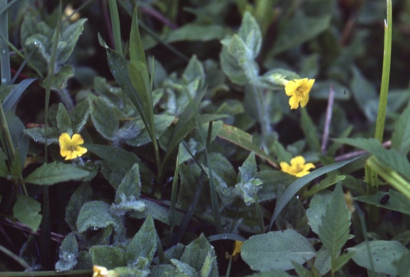 Muskflower photo 8