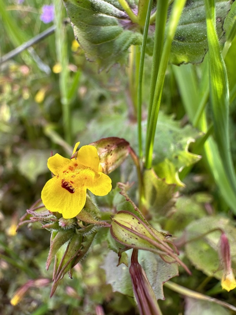 Erythranthe nasuta