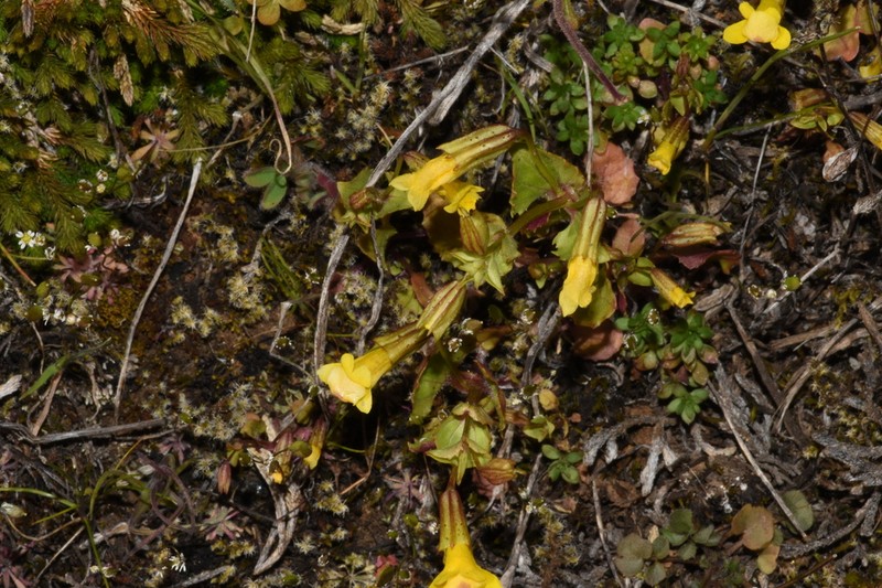 Erythranthe nasuta photo 2