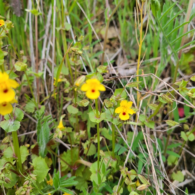 Erythranthe nasuta photo 3