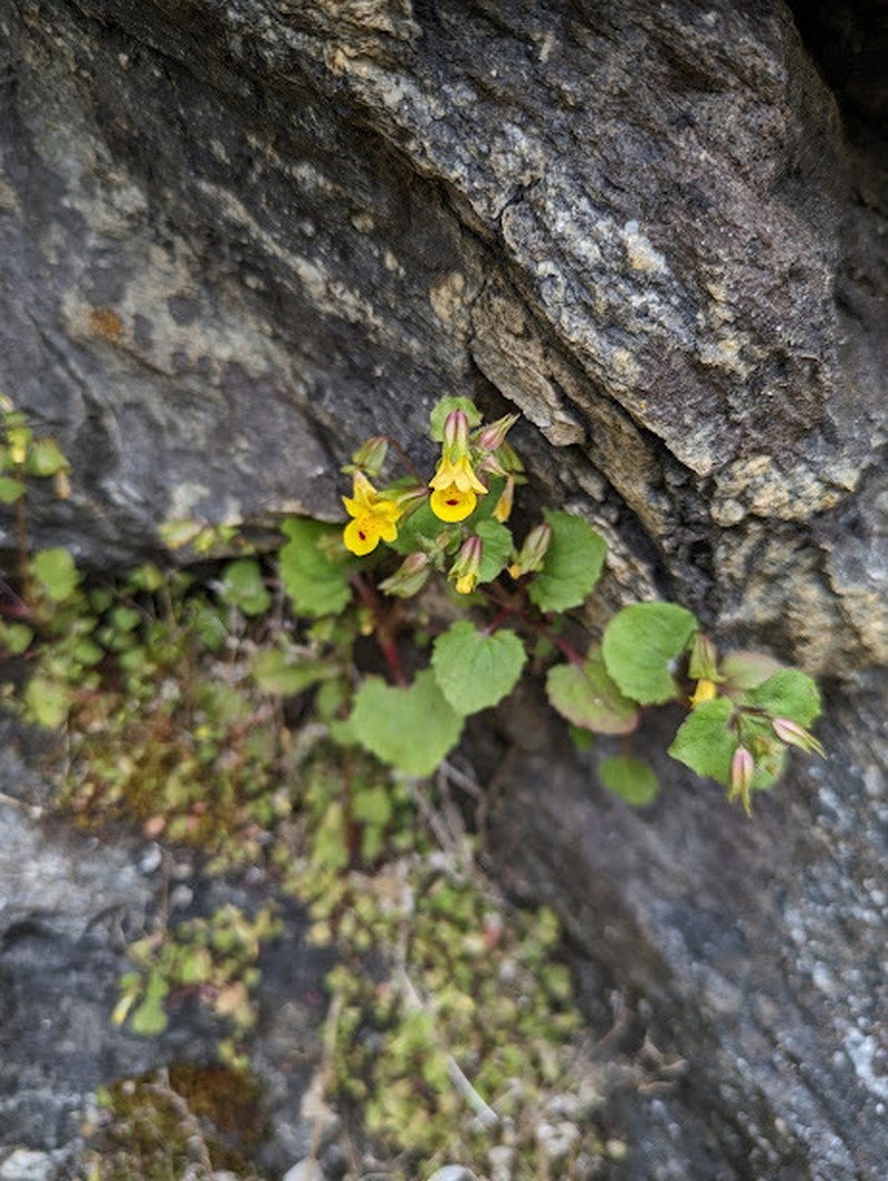 Erythranthe nasuta photo 8