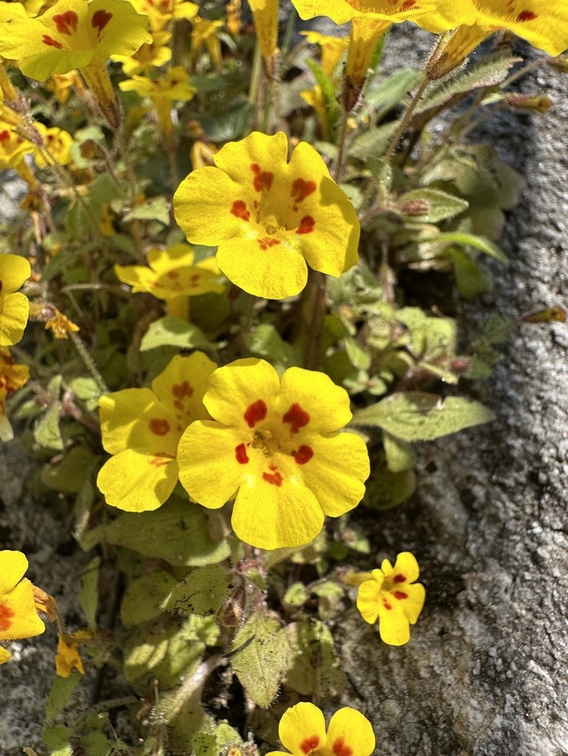 Kaweah Monkeyflower