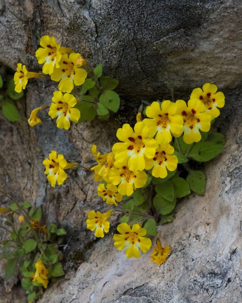 Kaweah Monkeyflower photo 2